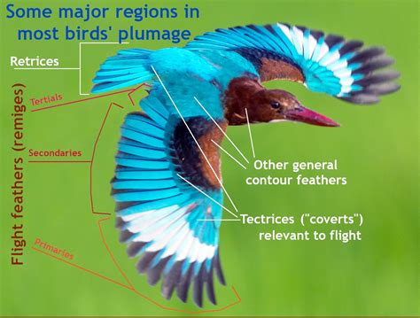 Dreaming with Plumage: How Bird Fantasies Connect Us to the Natural World