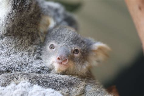 Dreamlike Experience: Exploring the Charms of a Precious Koala Joey