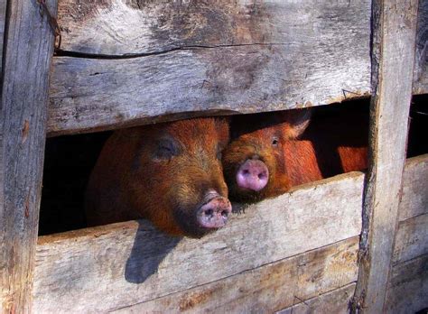 Dreams About Pig Pens: A Sign of Financial Instability?