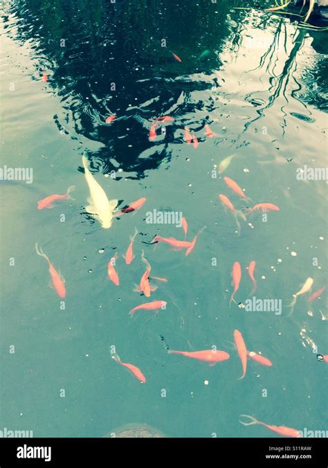 Dreams Come True: Embarking on a Majestic Koi Fish Adventure