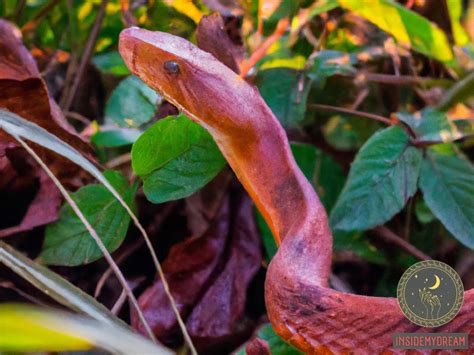 Dreams about Copperhead Snakes: Decoding the Symbolic Messages