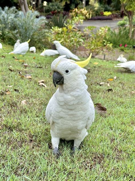 Dreams and their Interpretation: A Glimpse into the Majestic World of Sulphur-crested Parrots