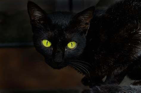 Dreams of Multiple Black Cats: An Omen of Mysterious Events?