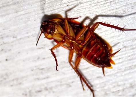 Dreams of Roaches: Decoding the Symbolic Significance