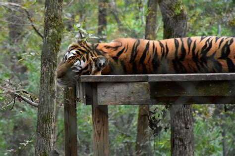 Dreams of Tigers Swimming: A Rare and Powerful Symbol