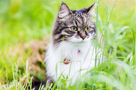 Early Life and Background of Adorable Striped Feline