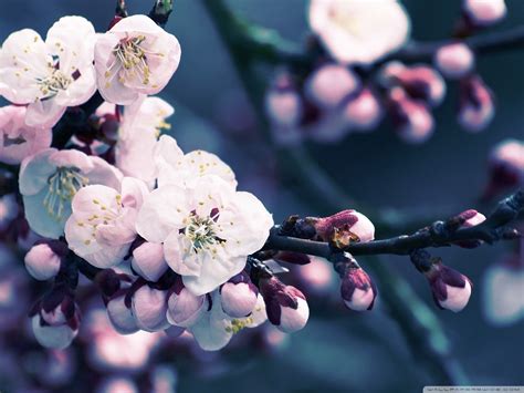 Early Life and Background of Cherry Blossoms