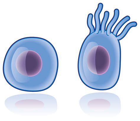 Early Life and Background of Cilia De Lux