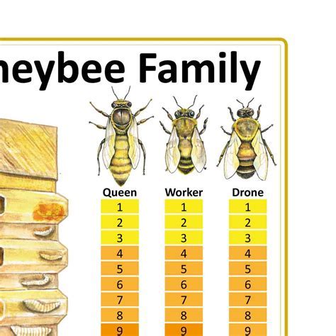 Early Life and Background of Daria Bee