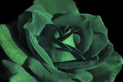 Early Life and Background of Emerald Rose