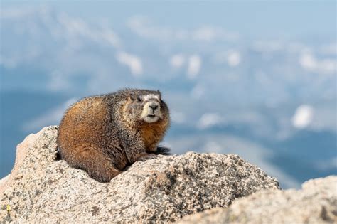 Early Life and Background of Pornbabetyra