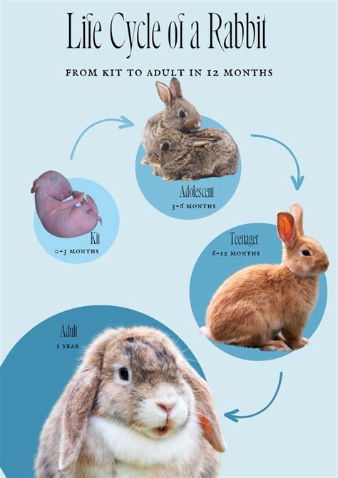 Early Life and Background of Tearry Bunny