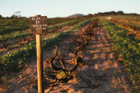 Early Life and Childhood of Chenin Blanc