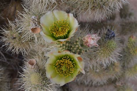 Early Years and Background of Allison Cactus