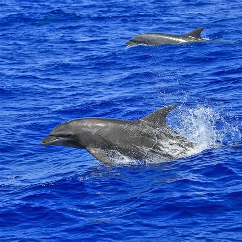 Eco-Tourism: A Fresh Perspective on Engaging with the Captivating Wonders of Smaller Cetaceans