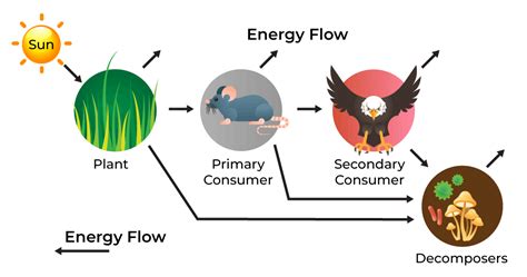 Ecological Importance: The Role of Flowing Streams in the Ecosystem