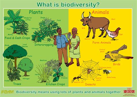 Ecosystems Within: The Biodiversity of Enormous Trees