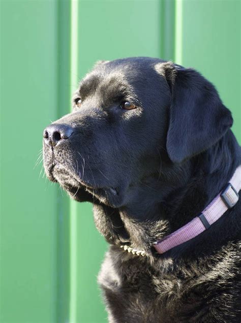 Effective Care and Training Tips for New Owners of Black Labradors