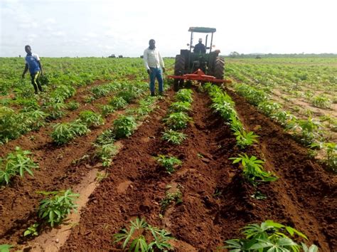 Effective Control of Weeds in Cassava Fields