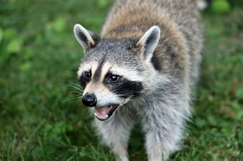 Effective Measures to Minimize Recurrence of Frightful Raccoon Assault Nightmares