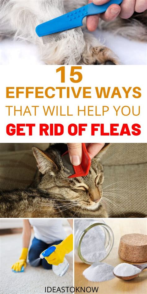 Effective Methods to Eliminate Fleas