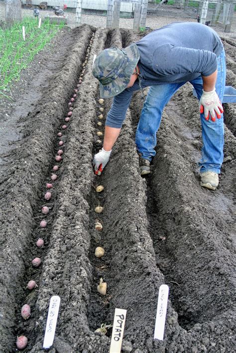 Effective Planting and Spacing Techniques for Robust Potato Growth