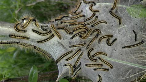 Effective Strategies for Managing Overwhelming Caterpillar Invasions in Dreams and Real-Life Environments