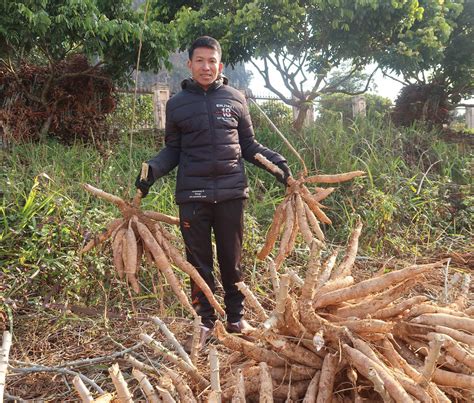 Effective Strategies for Promoting and Selling Cassava Products