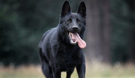 Effective Training and Proper Care for Ebony German Shepherd Companions