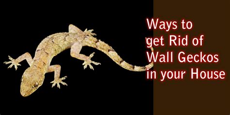 Effective Ways to Deter Wall Geckos