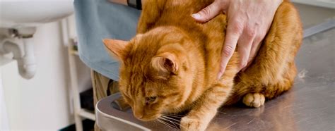 Effectively Treating Feline Parasite Infections