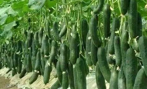 Efficient Control of Pests and Diseases for Successful Cucumber Farming