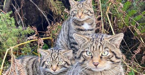 Efforts to Preserve Wildcat Populations