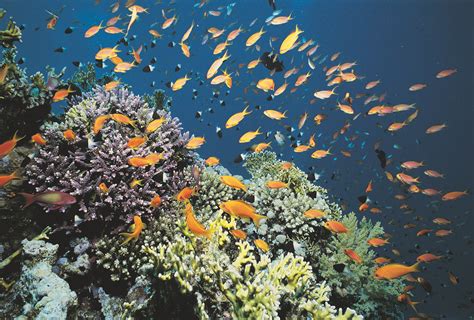 Efforts to Preserve the Pristine Underwater Ecosystems