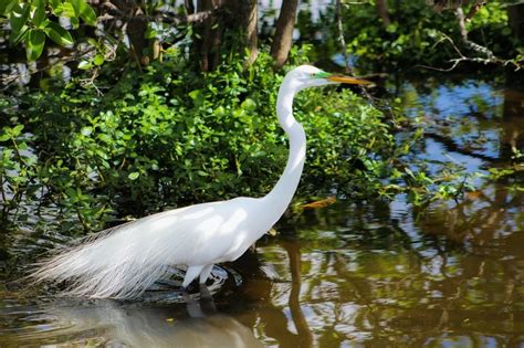 Egrets in Mythology and Folklore: Cultural Significance and Legends