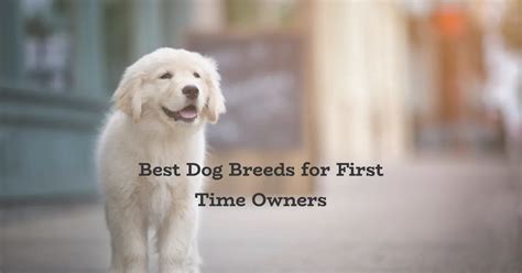 Embarking on Your Journey to Becoming a Pet Owner