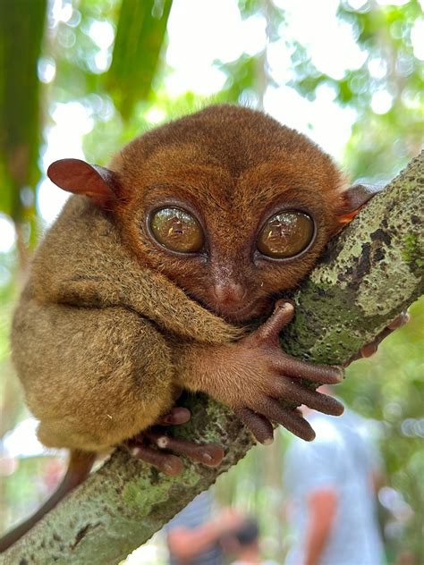 Embarking on a Journey: Unveiling the Enigmatic World of Tiny Primate Breeds