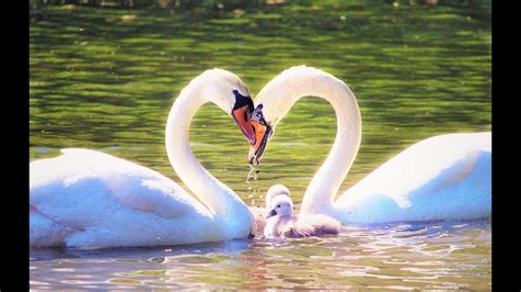 Embodiment of Elegance: A Journey alongside the Majestic Swan