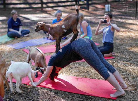 Embrace Your Inner Child with Goat Yoga!