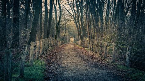 Embrace the Stillness and Calmness of Exploring the Enchanting Woods