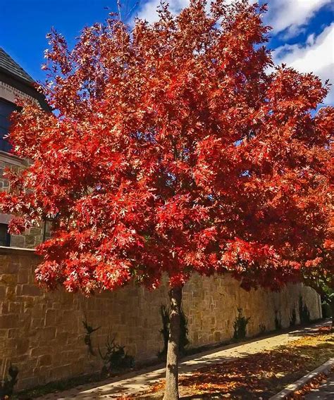 Embracing Change: How Reflecting on Autumn Foliage Can Inspire Transformation