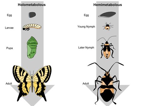 Embracing Change: Valuable Life Lessons from the Metamorphosing Insect