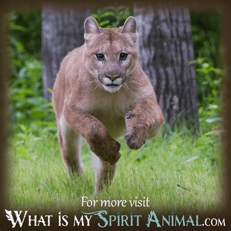 Embracing Change and Empowerment: Embodying the Cougar Spirit within Dreams