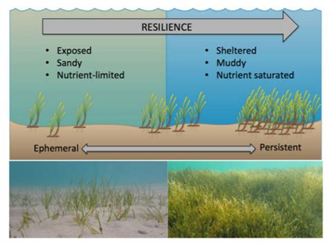 Embracing Diversity for Resilient Ecosystems