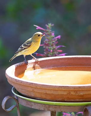 Embracing Nature: Exploring Wildlife in the Eternal Summer