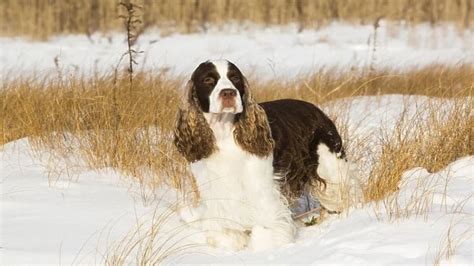 Embracing Winter Wonderland: 7 Activities to Connect with Nature