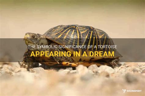 Embracing Wisdom and Transformation: Symbolic Lessons from Dreaming about Tortoises and Snakes