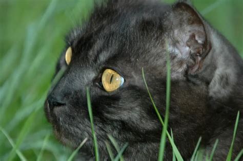 Embracing or Overcoming Superstitions When Dreaming of Ebony Felines