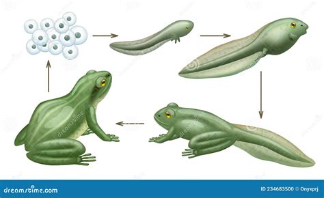 Embracing the Amphibian: Frog as a Gateway to Transformation