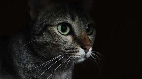 Embracing the Dark Feline: Empowerment and Acceptance through Analysis of Nightly Visitors